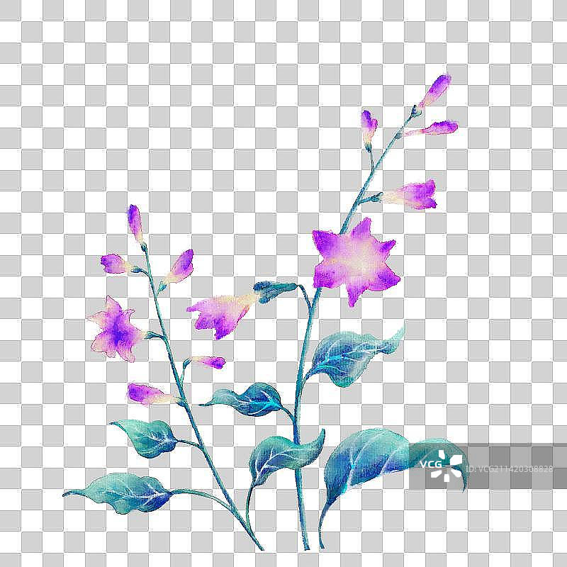 玉簪花图片素材