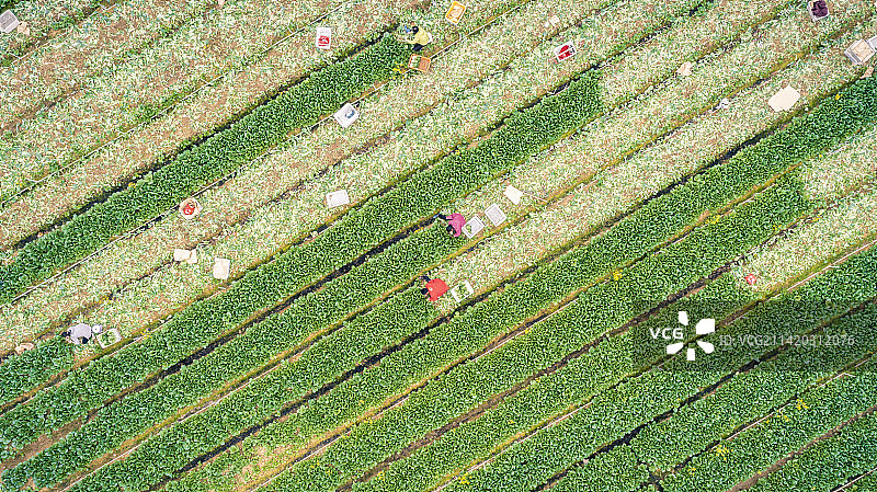 蔬菜丰收图片素材