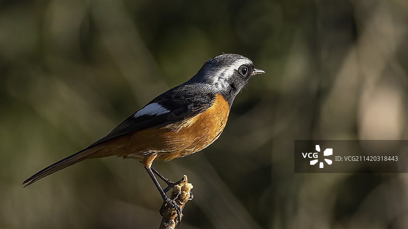 北红尾鸲图片素材