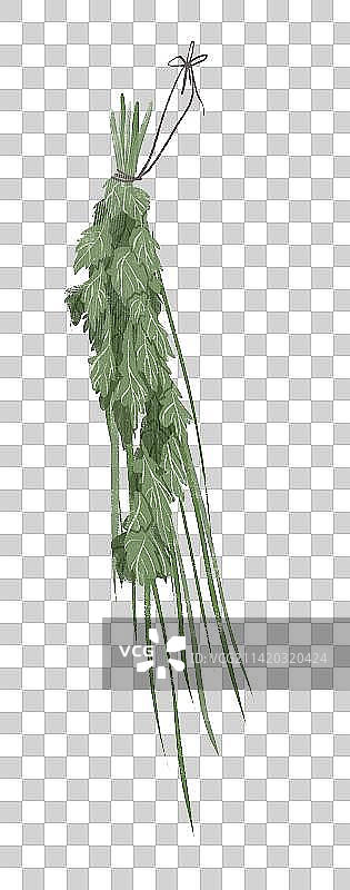 挂艾草插画元素图片素材