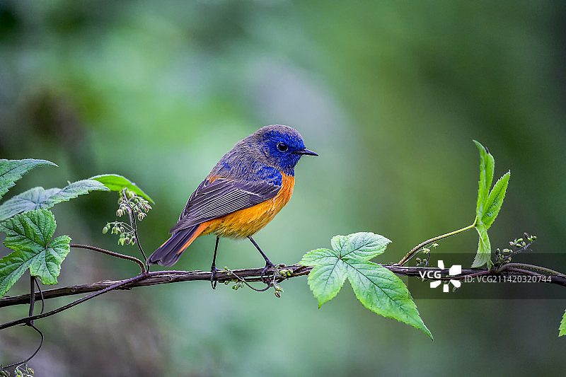 蓝额红尾鸲图片素材