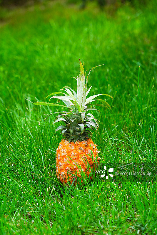 草地上的水果菠萝图片素材