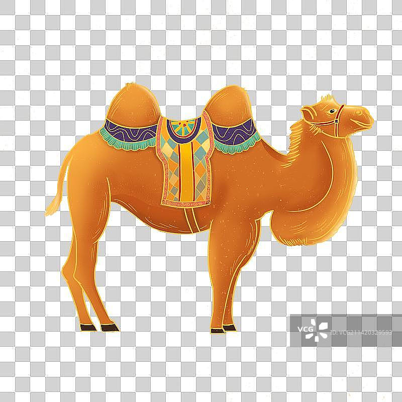 西域骆驼图片素材