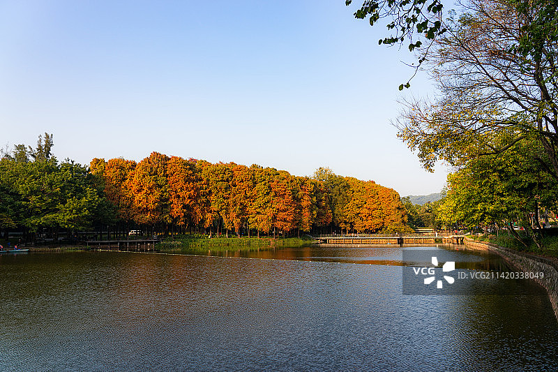 广州麓湖公园落羽杉图片素材