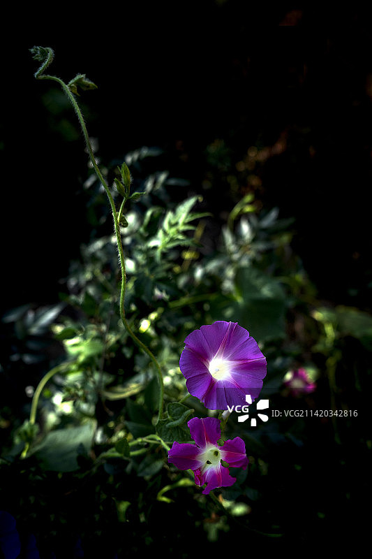 牵牛花图片素材