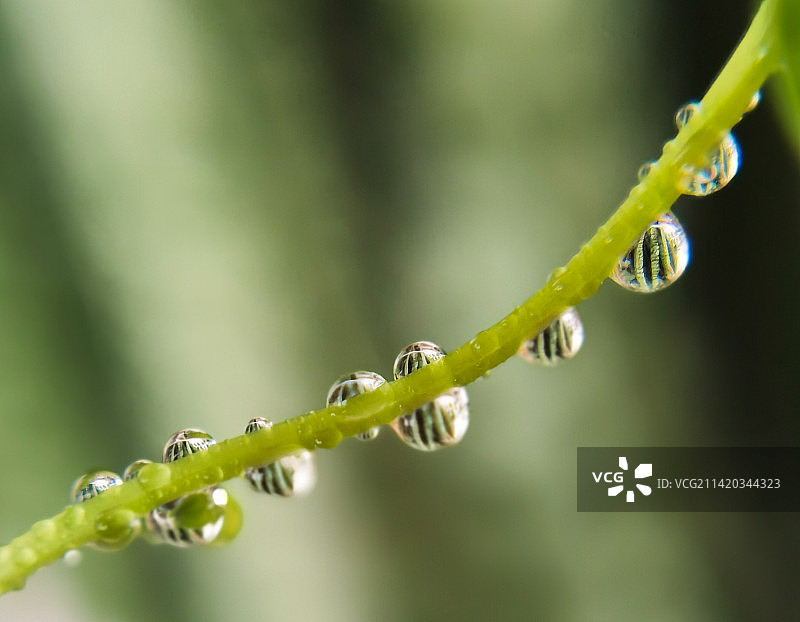 水珠图片素材