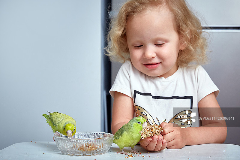 可爱女孩喂两只鹦鹉图片素材