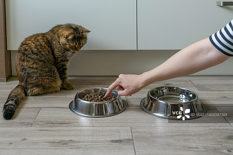 猫咪靠近几碗干猫粮，俄罗斯图片素材
