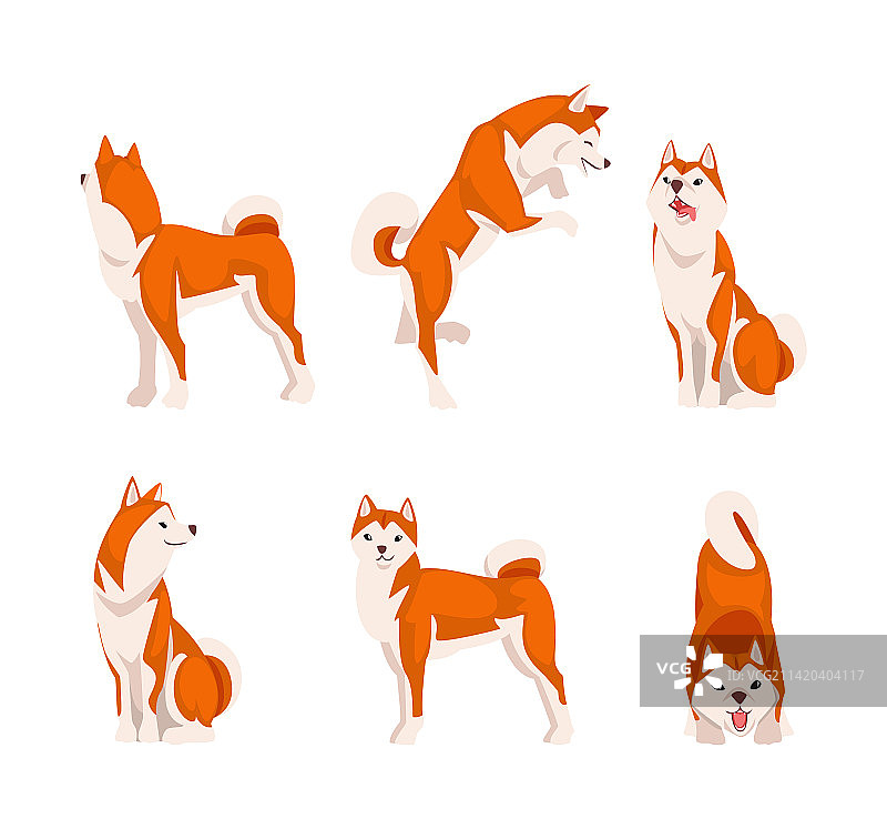 不同姿势的可爱红白色柴犬图片素材