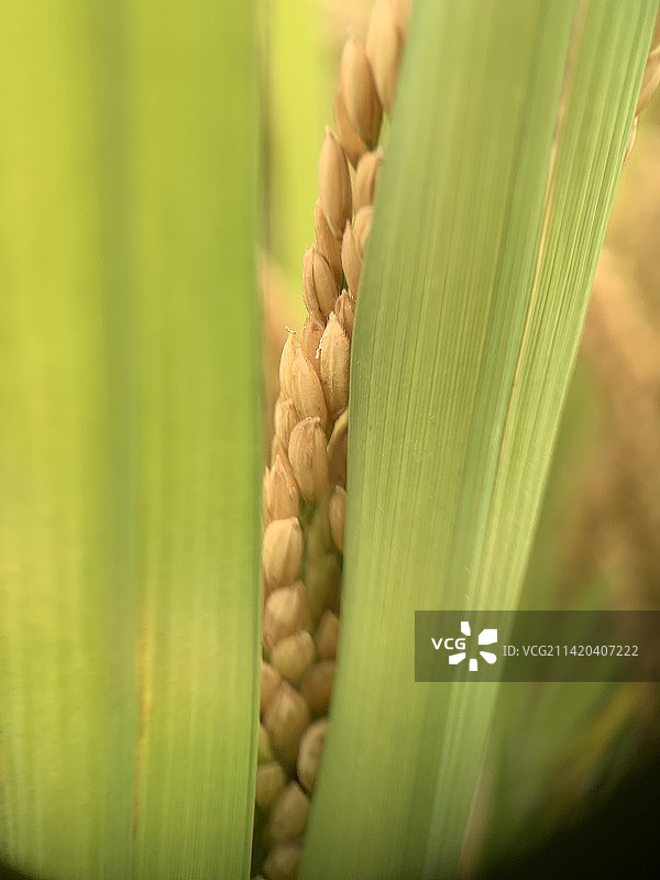 水稻特写图片素材