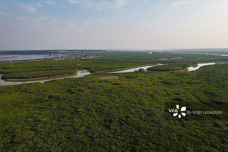 中国最大的红树林自然保护区：高桥红树林保护区图片素材