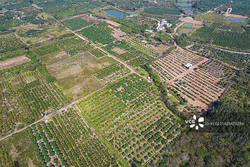 中国第一柑橙——红江橙的发源地：湛江市红江农场图片素材