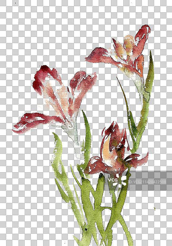 美丽的鸢尾花图片素材