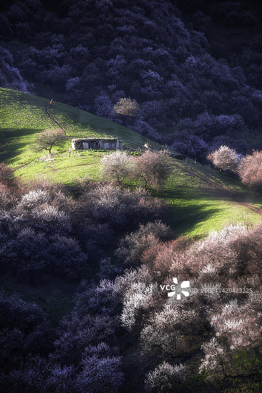 新疆春天杏花盛开的季节图片素材