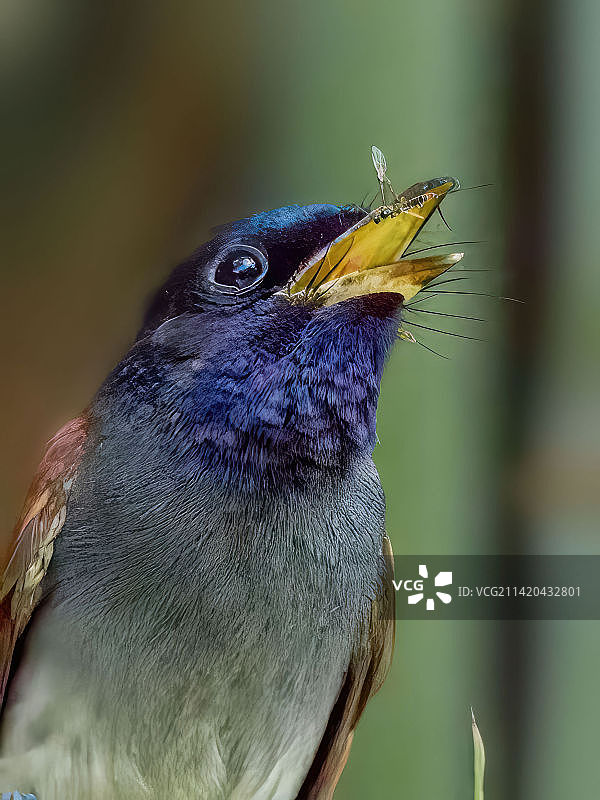 寿带鸟捕食昆虫图片素材