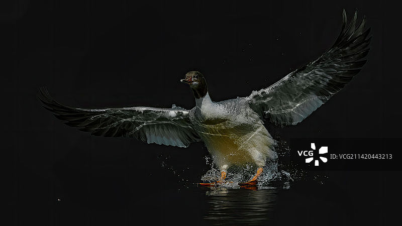 秋沙鸭-翠湖图片素材