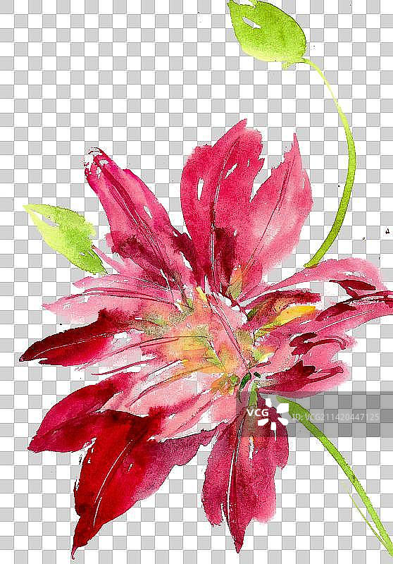 红色的皇冠贝母图片素材