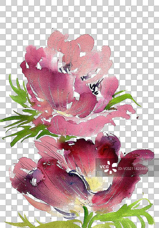 紫红色的银莲花图片素材