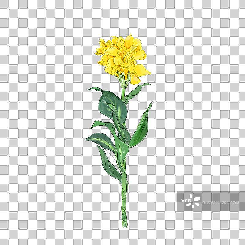 美人蕉 黄图片素材