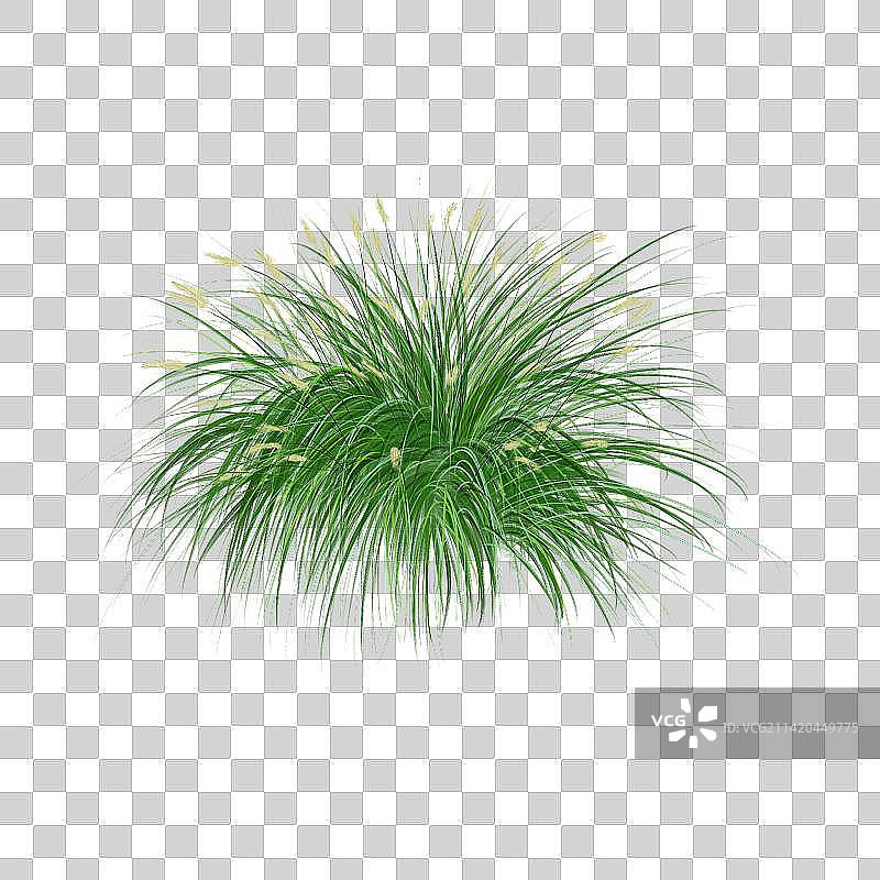 小兔子狼尾草图片素材