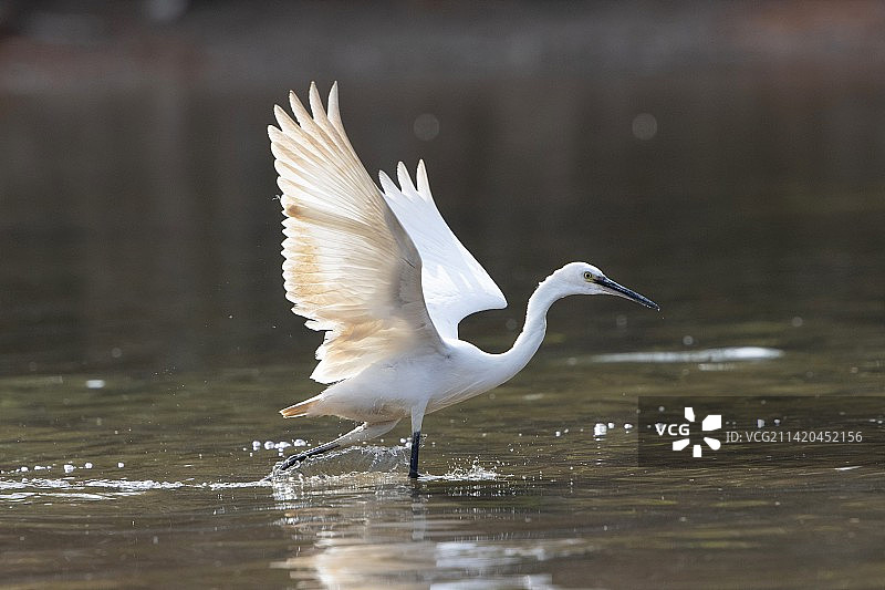 小白鹭图片素材