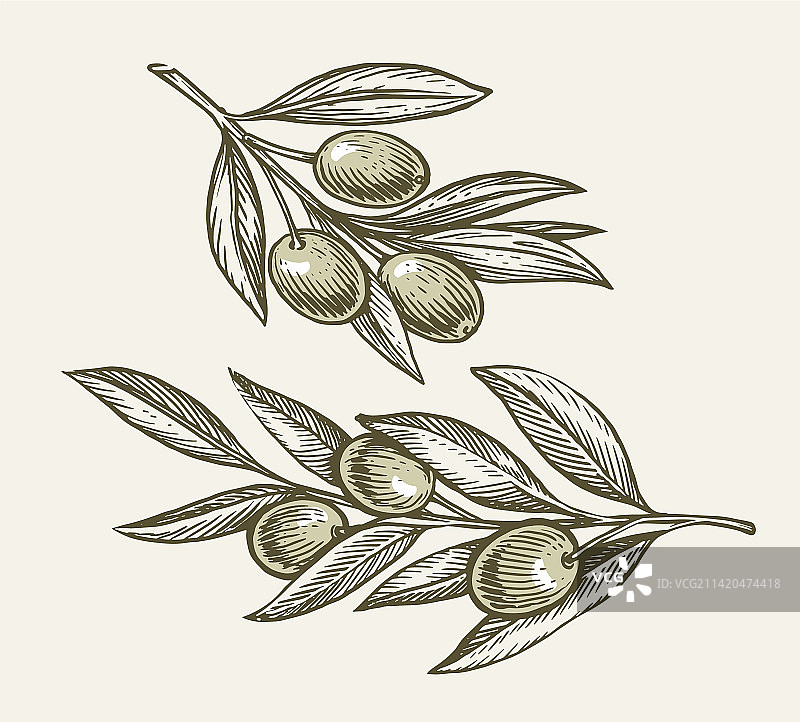 树枝上带叶子的绿色橄榄图片素材