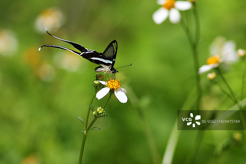绿带燕凤蝶图片素材