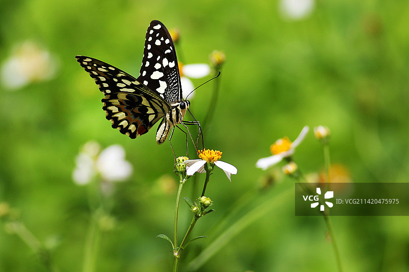 蝶恋花图片素材