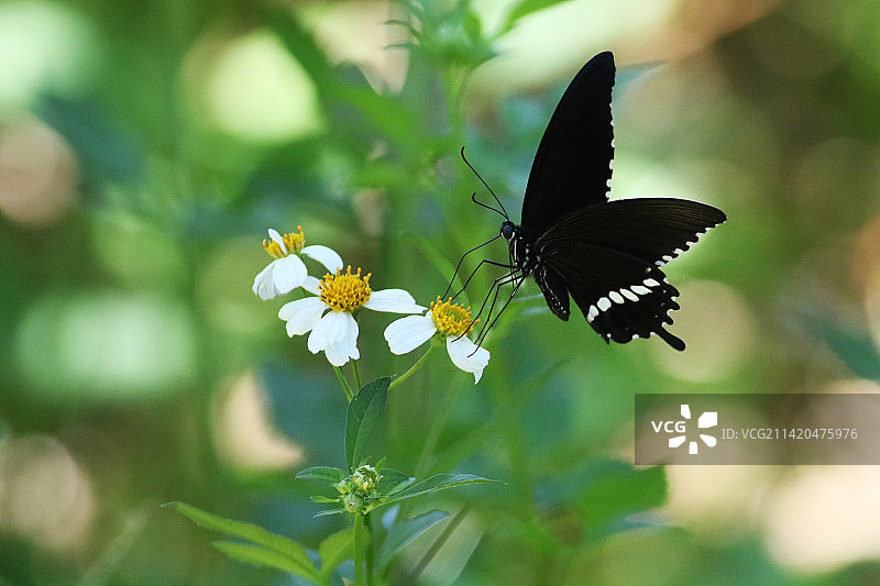 蝶恋花图片素材