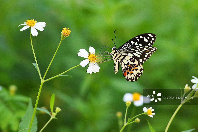 蝶恋花图片素材