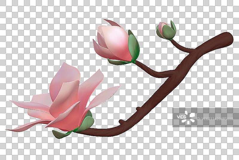 立春-玉兰花-3d立体元素图片素材