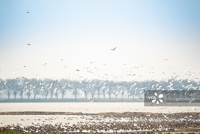 武汉东西湖府河湿地候鸟小白额雁图片素材