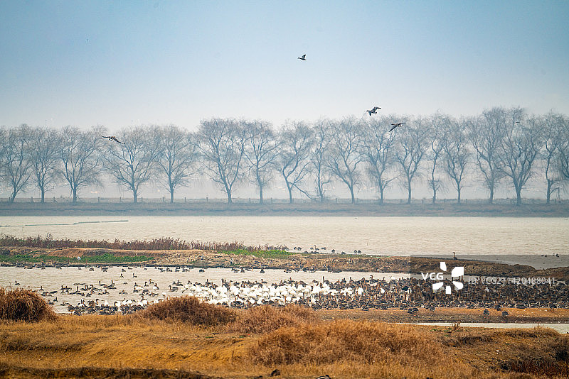 武汉东西湖府河湿地候鸟小白额雁图片素材