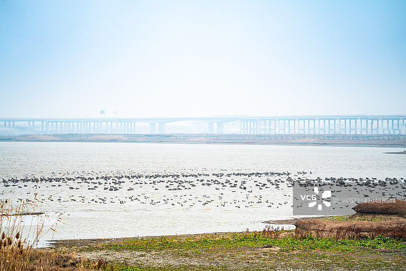 武汉东西湖府河湿地候鸟小白额雁图片素材