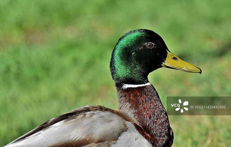摩洛哥田野上野鸭的特写图片素材