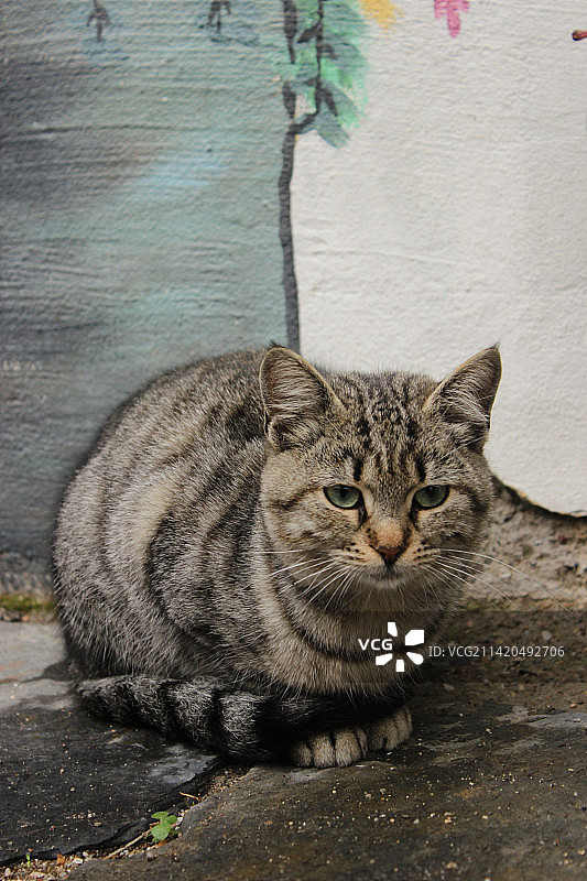 印度尼西亚：户外猫的画像图片素材