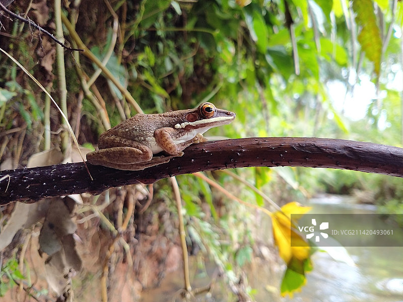 树枝上的蜥蜴特写，印度尼西亚图片素材