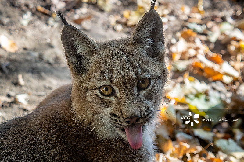 欧亚猞猁与秋叶背景，捷克共和国图片素材