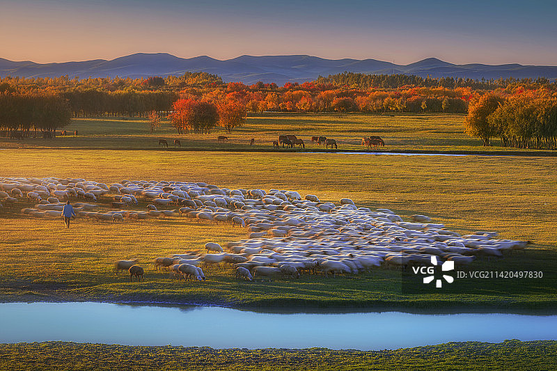 呼伦贝尔秋天的草原风光和羊群图片素材