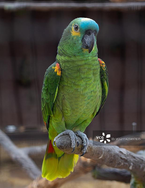 亚马逊鹦鹉栖息树枝特写，印度尼西亚图片素材