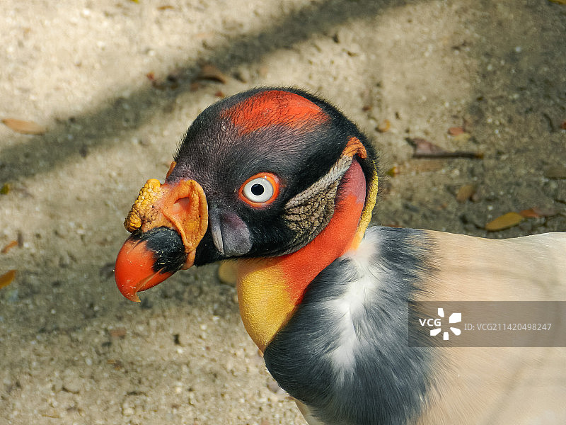 委内瑞拉森林王鹫图片素材