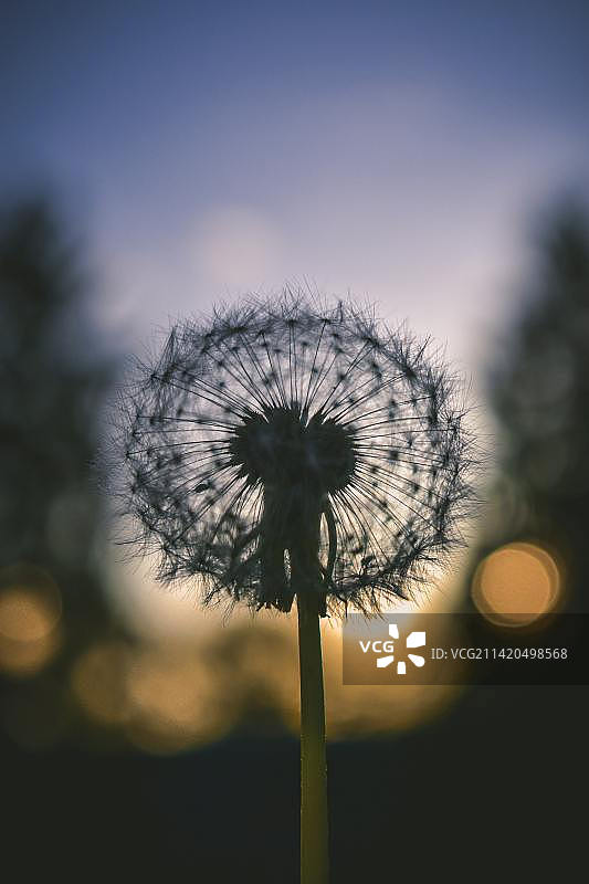 印度尼西亚锡多尔乔日落时分天空下的蒲公英特写图片素材