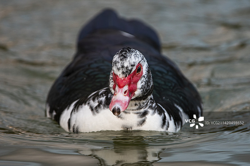 在西班牙马贝拉湖中游泳的黑天鹅特写图片素材