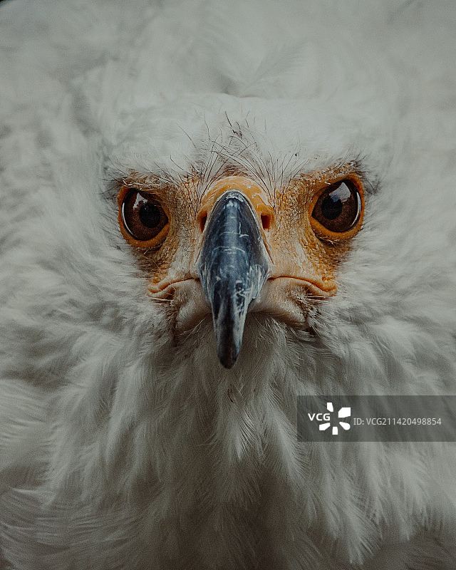 秃鹰特写肖像，印度尼西亚图片素材