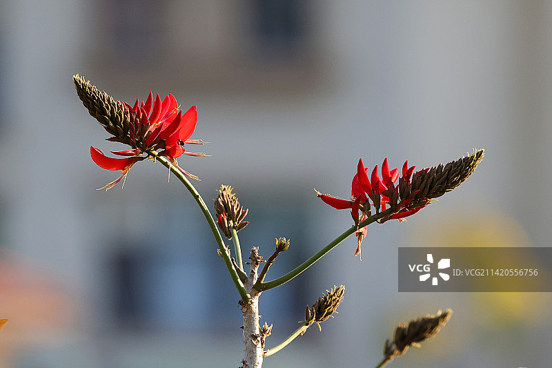 刺桐花（2023-2）图片素材