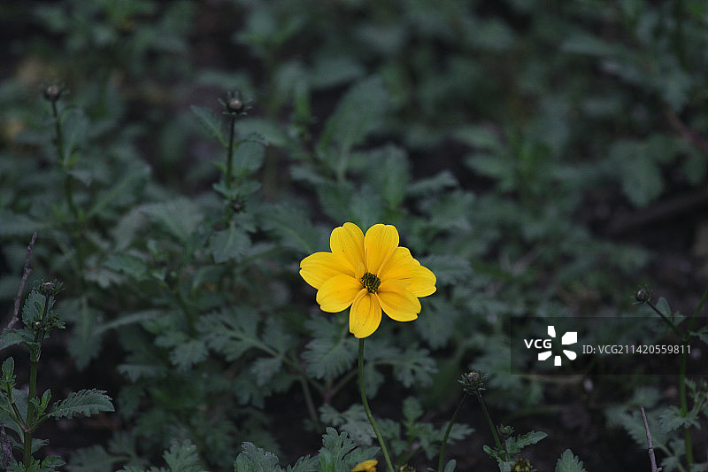 绿叶中的一朵小黄花图片素材
