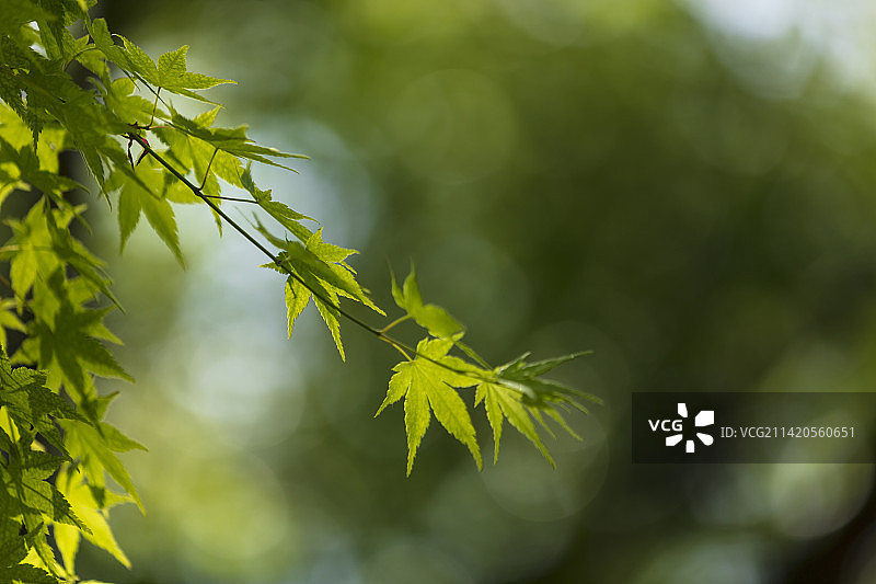 绿色的枫叶素材图片素材