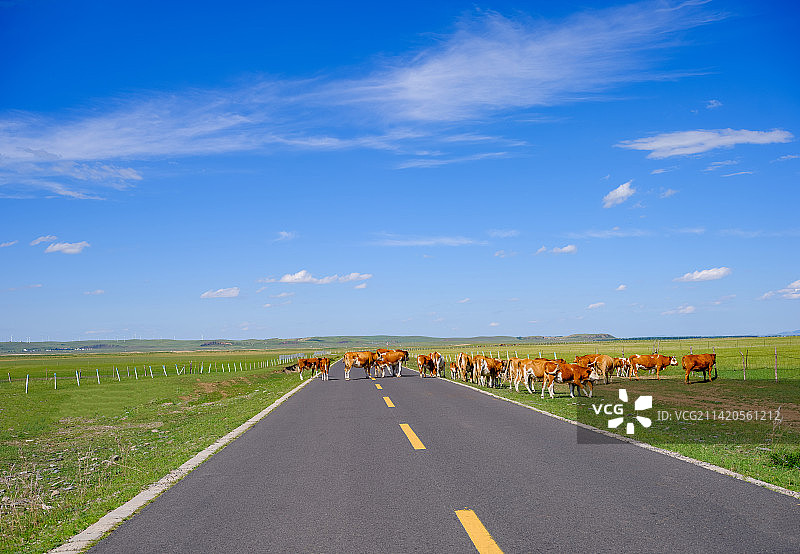 草原上的牛群横穿笔直的柏油公路图片素材