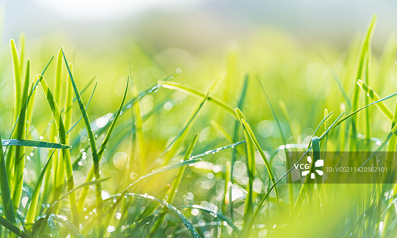 绿色植物蔬菜图片素材