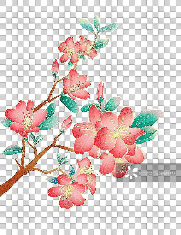 中国风植物花卉杜鹃花图片素材